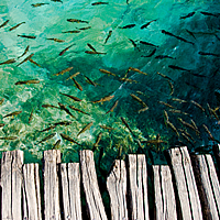 Plitvice Walkway and Fish